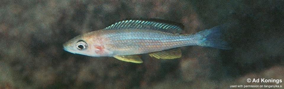 Paracyprichromis brieni 'Kiku'