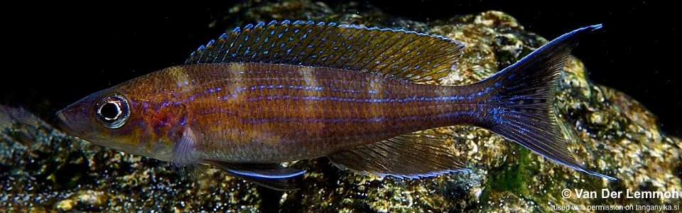 Paracyprichromis brieni (Kisonso)