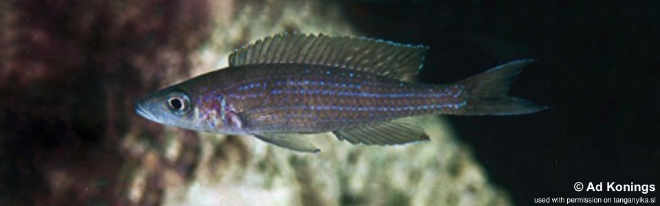 Paracyprichromis brieni 'Luagala Point'