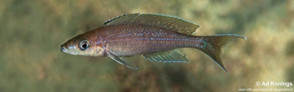 Paracyprichromis brieni 'Mabilibili'