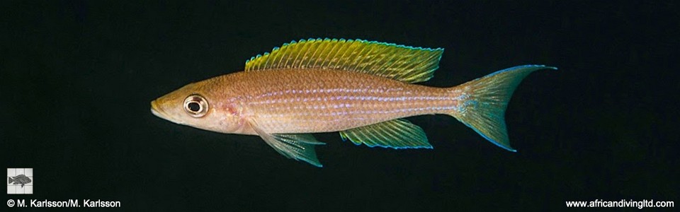Paracyprichromis brieni 'Mpando Point'