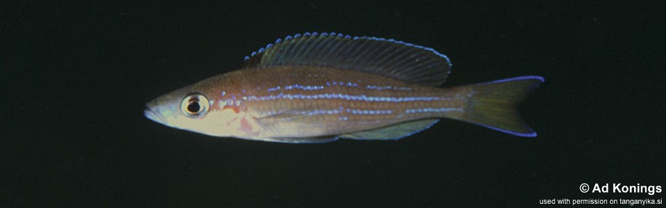 Paracyprichromis brieni 'Msalaba'