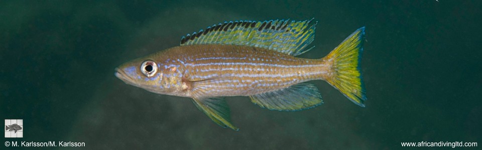 Paracyprichromis brieni 'Nkondwe Island'