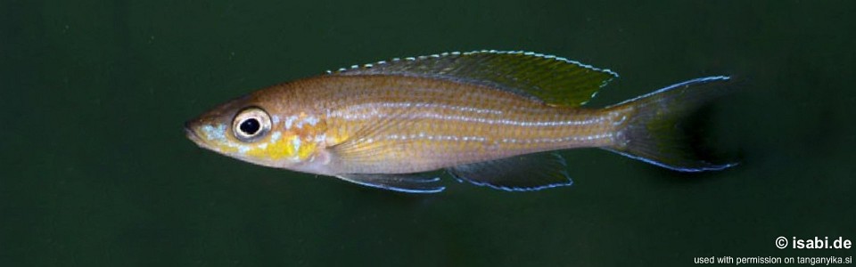 Paracyprichromis brieni 'Tembwe (Deux)'