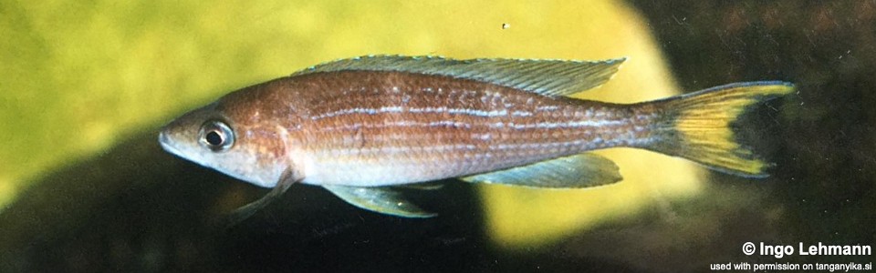 Paracyprichromis brieni (unknown locality)