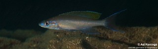 Paracyprichromis brieni 'Bemba'.jpg