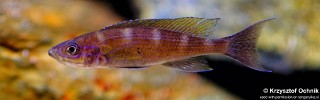 Paracyprichromis brieni 'Katete'.jpg