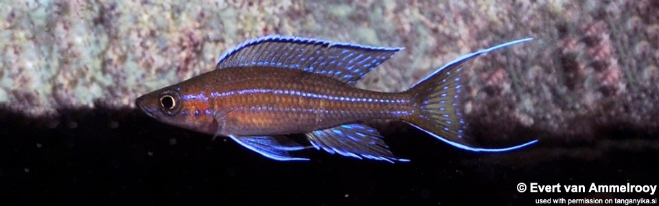 Paracyprichromis nigripinnis 'Mvuna Island'