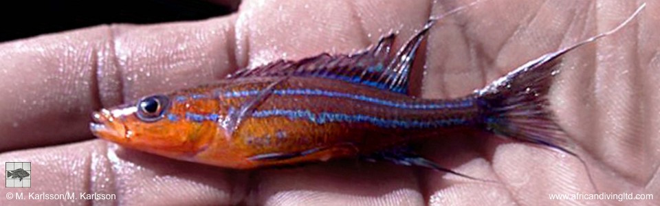Paracyprichromis nigripinnis (Orange Breast, South Tanzania)
