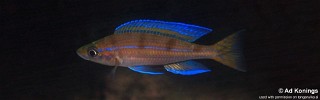 Paracyprichromis nigripinnis 'Magara'.jpg