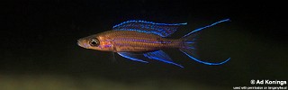 Paracyprichromis nigripinnis 'Molwe'.jpg
