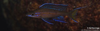 Paracyprichromis nigripinnis 'Ninde'.jpg