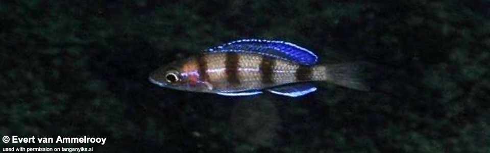 Paracyprichromis sp. 'ammelrooyi' Mahale NP