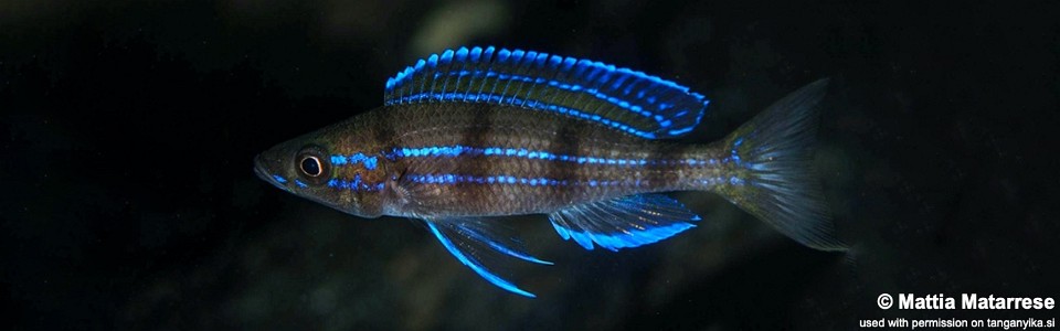 Paracyprichromis sp. 'ammelrooyi' Kekese