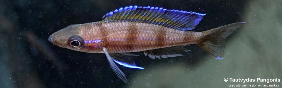 Paracyprichromis sp. 'ammelrooyi' Segunga