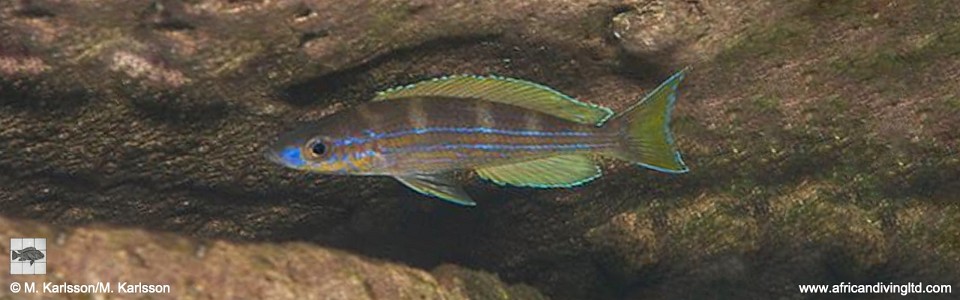 Paracyprichromis sp. 'brieni two-stripe' Fulwe Rocks
