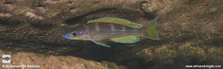 Paracyprichromis sp. 'brieni two-stripe'
