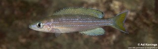 Paracyprichromis sp. 'brieni two-stripe' Izinga.jpg