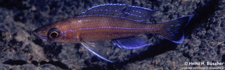 Paracyprichromis sp. 'tembwe' Tembwe (Deux)
