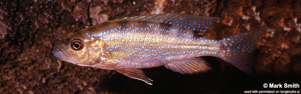Perissodus microlepis (unknown locality)