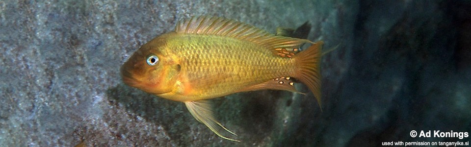 Petrochromis ephippium 'Sibwesa'<br><font color=gray>Moshi Yellow</font>