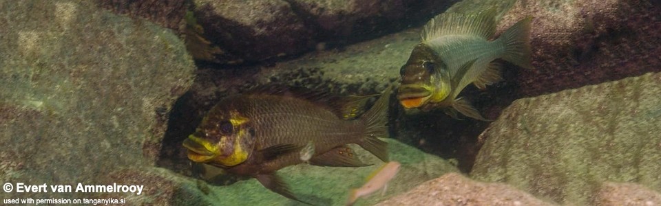 Petrochromis ephippium (Zambia)