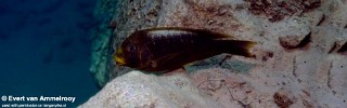 Petrochromis ephippium 'Gombe NP'.jpg