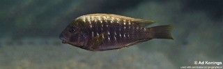 Petrochromis ephippium 'Karilani Island'.jpg