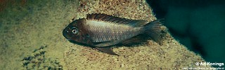Petrochromis ephippium 'Samazi'.jpg