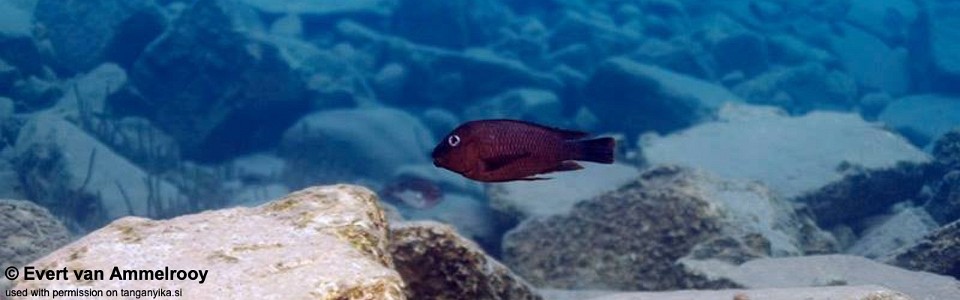Petrochromis famula 'Cape Kabogo'