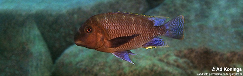 Petrochromis famula 'Cape Kapemba'