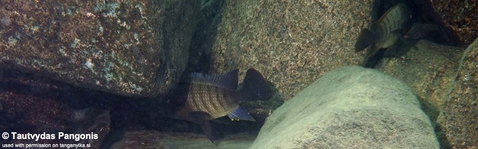 Petrochromis famula 'Cape Nambeyeye'