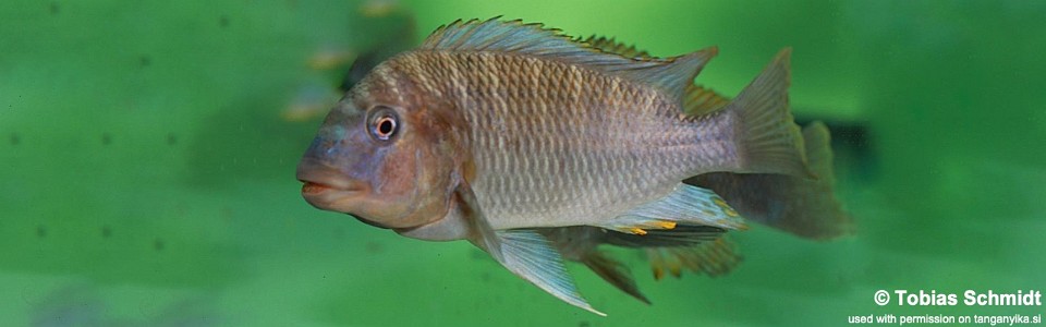 Petrochromis famula 'Kilewani'