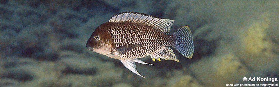 Petrochromis famula 'M'toto'