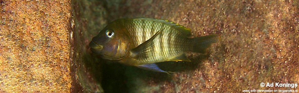 Petrochromis famula 'Mtosi'