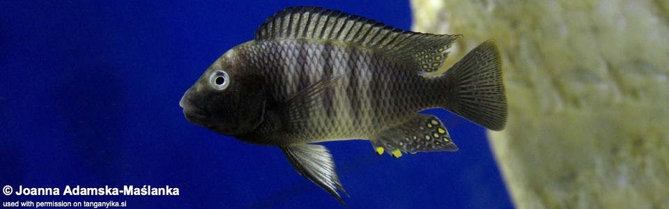 Petrochromis famula 'Nkondwe Island'<br><font color=gray>Kaiser</font>