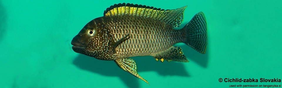 Petrochromis famula 'Tembwe'