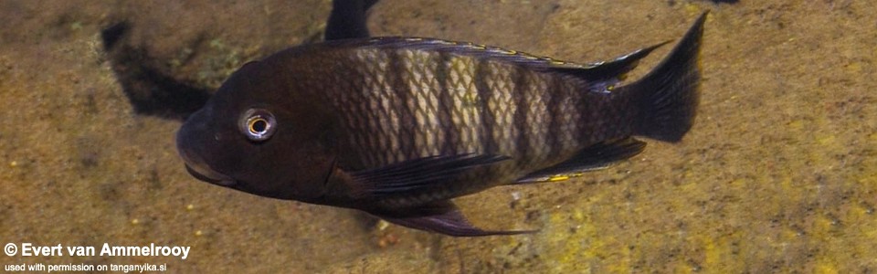 Petrochromis famula (Zambia)