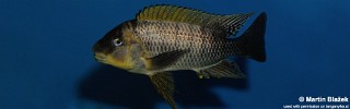 Petrochromis famula 'Zongwe'.jpg