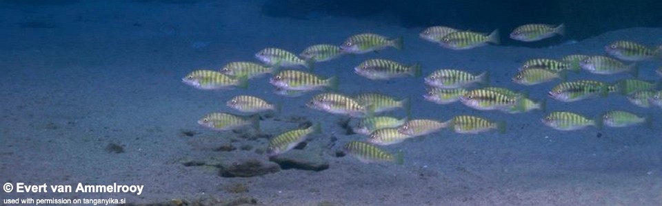 Petrochromis fasciolatus 'Bulu Point'