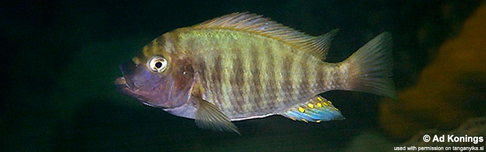 Petrochromis fasciolatus 'Kalambo Lodge'