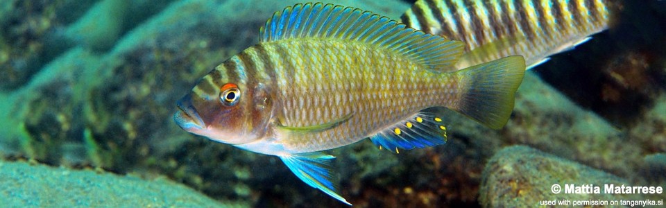 Petrochromis fasciolatus 'Mkangazi'