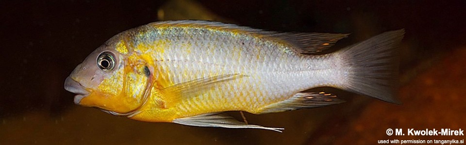 Petrochromis cf. polyodon 'Tembwe Deux'
