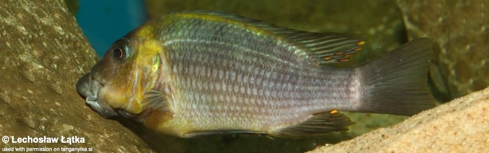 Petrochromis polyodon 'Cape Kachese'