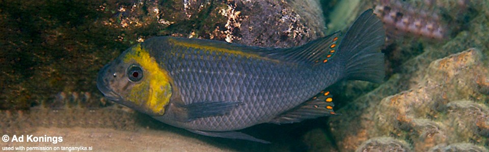Petrochromis polyodon 'Cape Nangu'