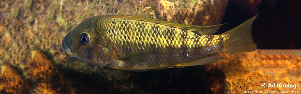 Petrochromis polyodon 'Chituta Bay'