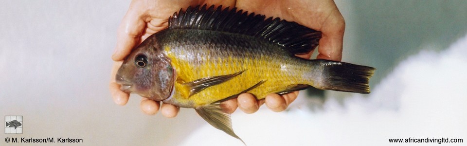 Petrochromis polyodon 'Kalambwe'