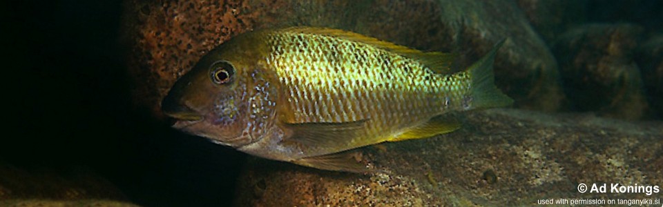 Petrochromis polyodon 'Kombe'