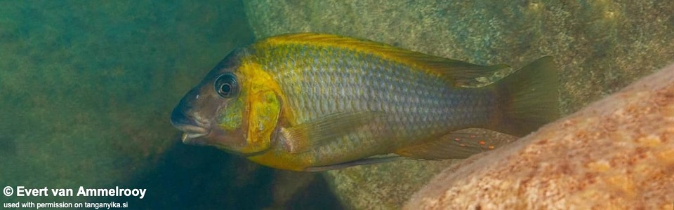 Petrochromis polyodon (Zambia)