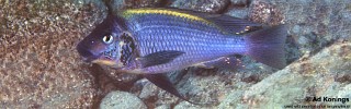 Petrochromis cf. polyodon 'Mtoto'.jpg